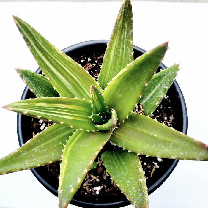 8 Inch Variegated