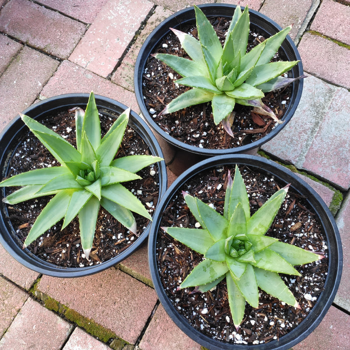 Aloe polyphylla 'Spiral Aloe' potted succulents on brick surface.