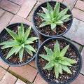 Aloe polyphylla 'Spiral Aloe' potted succulents on brick surface.