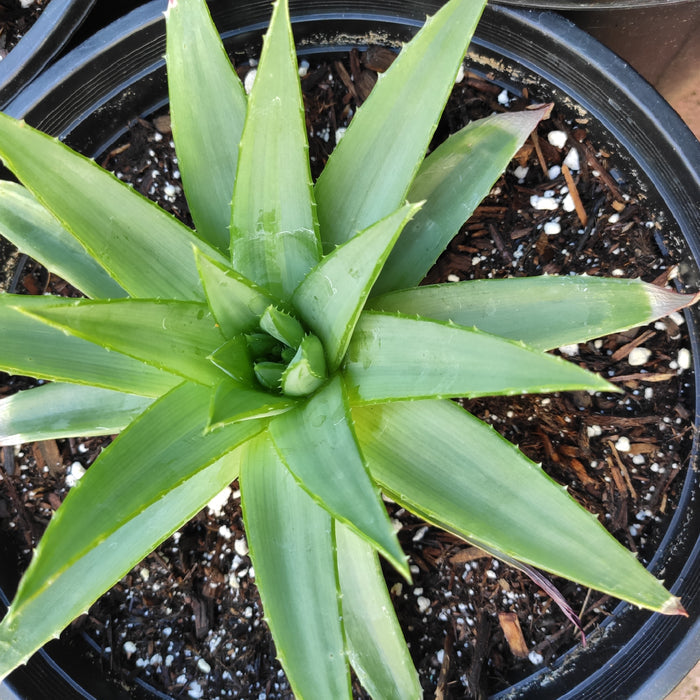 Aloe polyphylla 'Spiral Aloe' plant in pot.