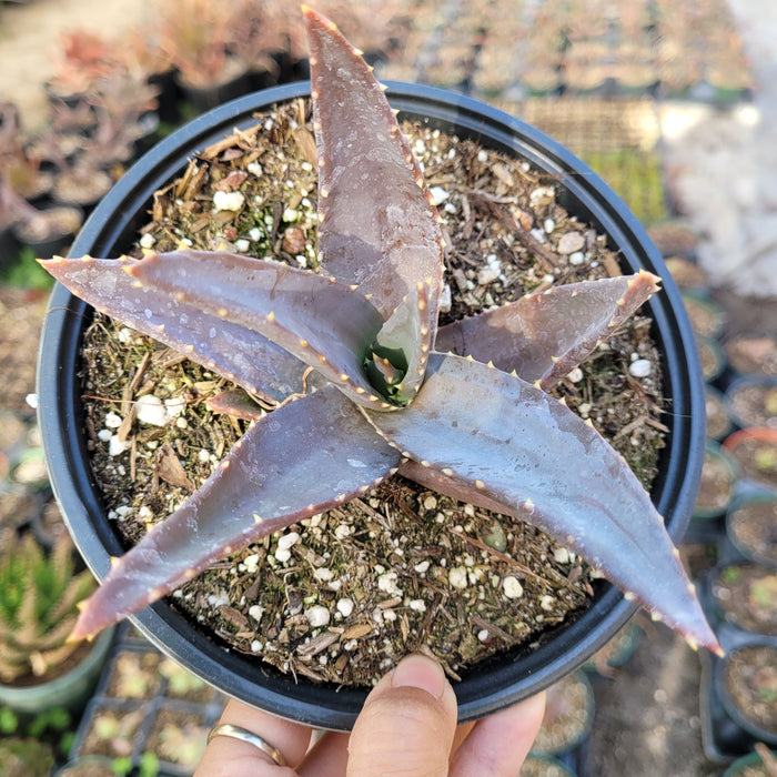 Aloe Sp potted succulent, purplish lanceolate leaves, handheld.