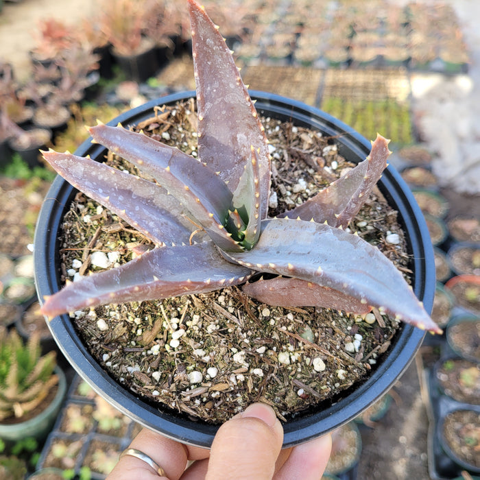 Aloe Sp succulent in black pot, hand-held.