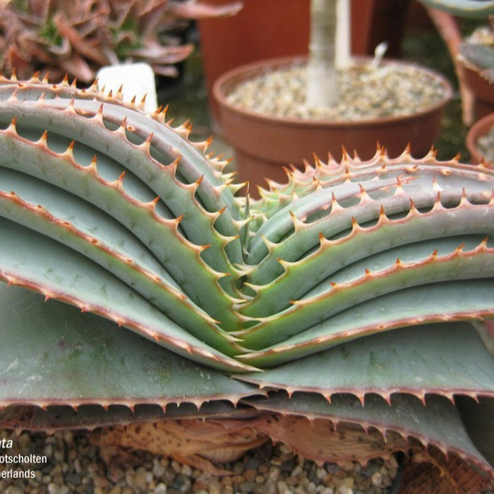 Aloe suprafoliata 'Book Aloe' potted succulent with spiny leaves.