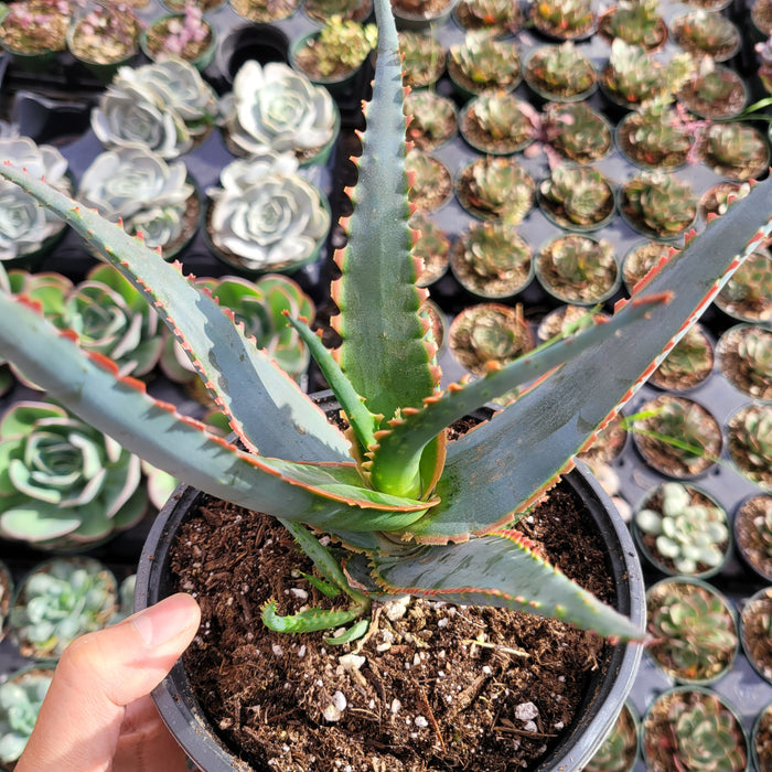 Aloe 'Swordfish' succulent in a black nursery pot.