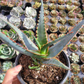 Aloe 'Swordfish' succulent in a black nursery pot.