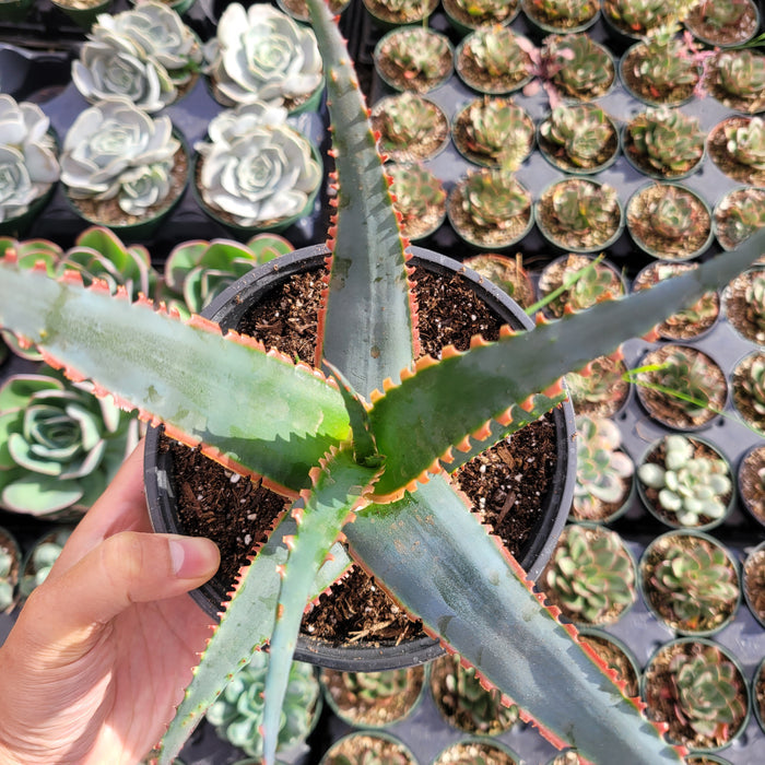 Aloe 'Swordfish' succulent in hand, surrounded by nursery pots.