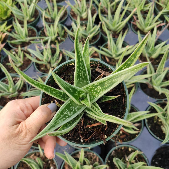 Variegated Aloe 'Partridge Breast' in small pot, speckled leaves.
