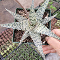 Aloe 'White Fox' in plastic pot, mottled leaves.