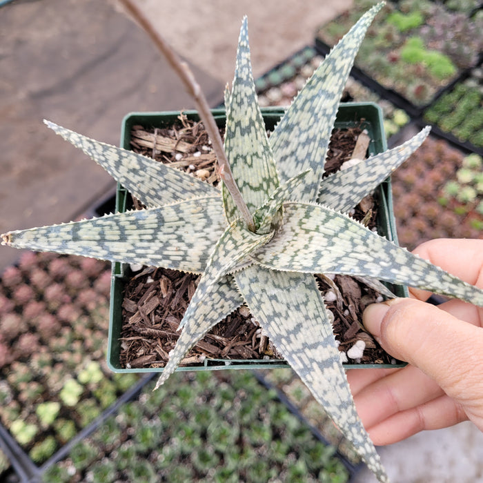 Aloe 'White Fox' in a small square pot.