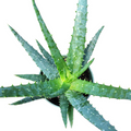 Aloe x spinosissima succulent, top view showing fleshy serrated leaves.