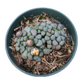 Aloinopsis schooneesii succulent with yellow star-shaped flowers.