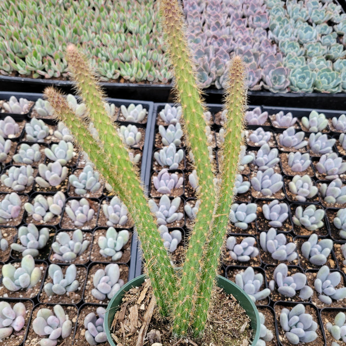 Aporocactus flagelliformis Rat Tail Cactus in nursery setting.