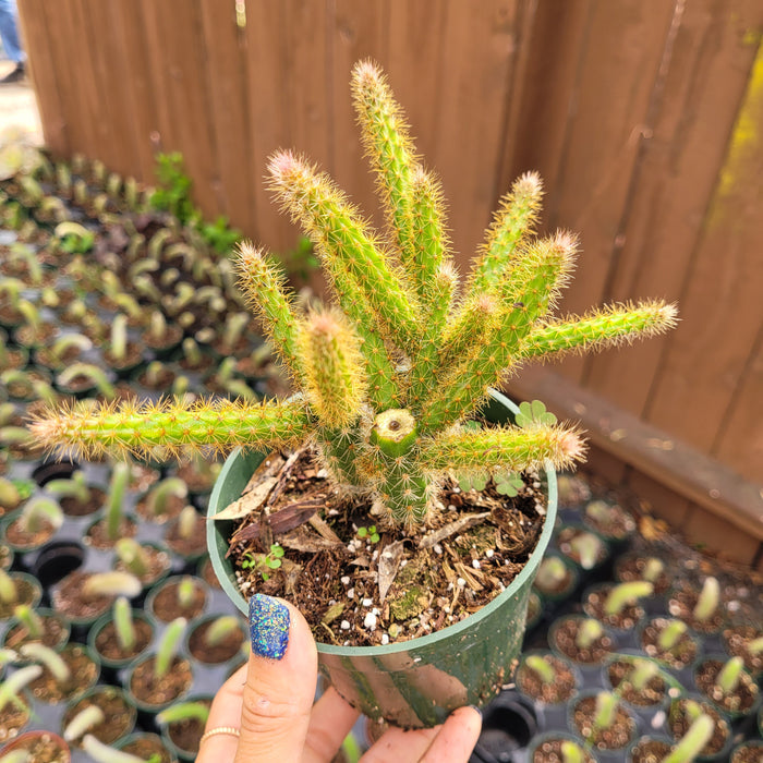 Aporocactus flagelliformis Rat Tail Cactus in small green pot.