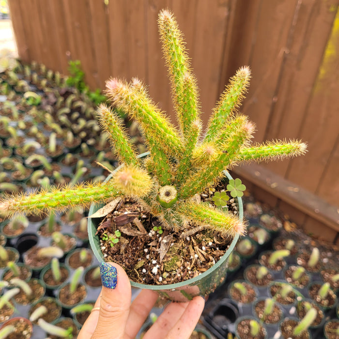 Aporocactus flagelliformis Rat Tail Cactus in hand above seedlings.