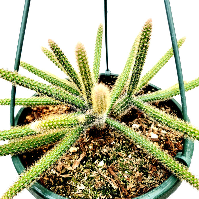 Aporocactus flagelliformis Rat Tail Cactus in hanging pot.