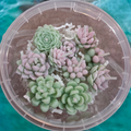 Assorted 10 Small Succulent Candles - Handmade in pastel hues.