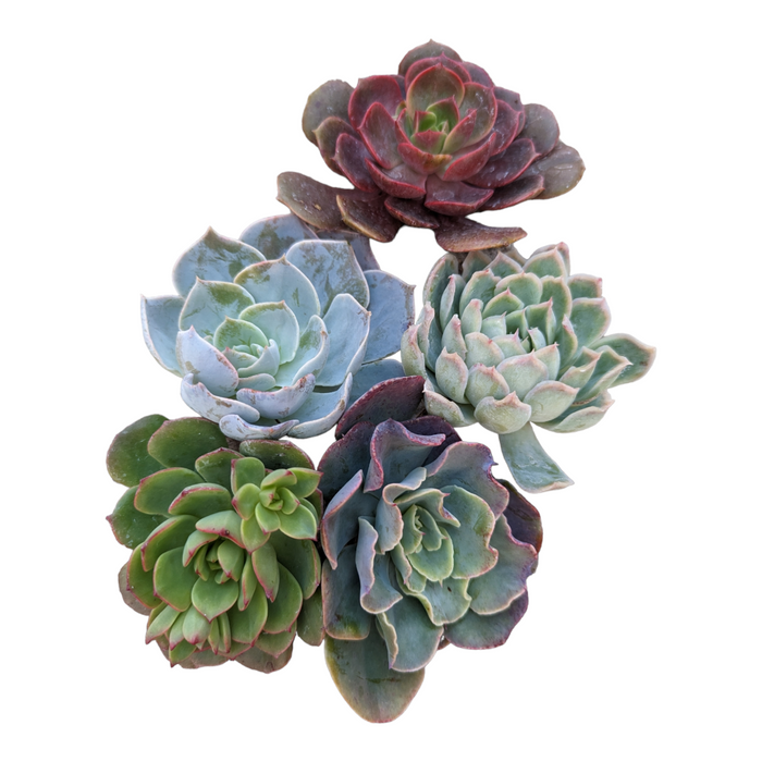 Assorted Succulent Cutting Set: Echeveria varieties cluster.