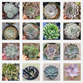 Assorted Succulent Set in 6 Pots, showcasing diverse Echeveria varieties.