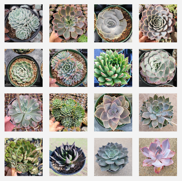 Assorted Succulent Set in 6 Pots, showcasing diverse Echeveria varieties.