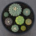 Astrophytum asterias in planter with pebbles.