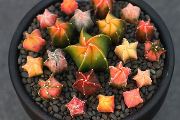 Astrophytum myriostigma variegata in round pebble planter.