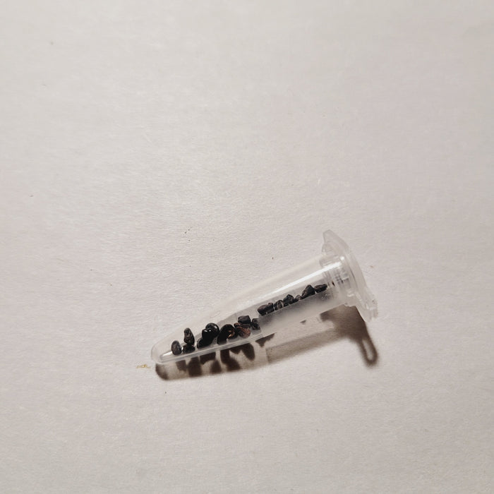 Astrophytum myriostigma variegata seeds in micro-centrifuge tube.