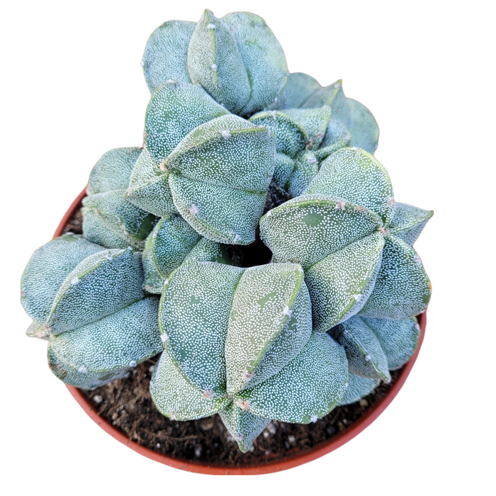 Astrophytum myriostigma in terracotta pot, speckled green triangles.