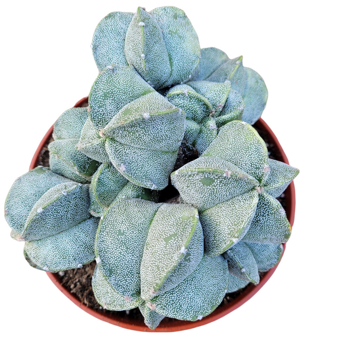 Astrophytum myriostigma succulent in terracotta pot.