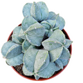 Astrophytum myriostigma succulent in terracotta pot.