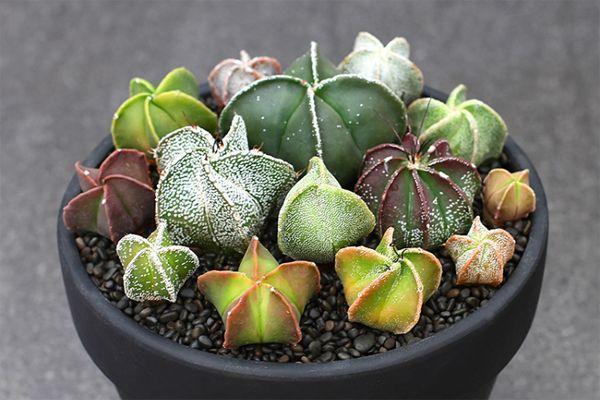 Astrophytum myriostigma with star-shaped succulents in black planter.