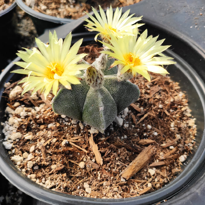 Astrophytum Sp Cactus blooming with yellow flowers.
