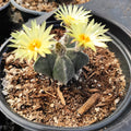 Astrophytum Sp Cactus blooming with yellow flowers.