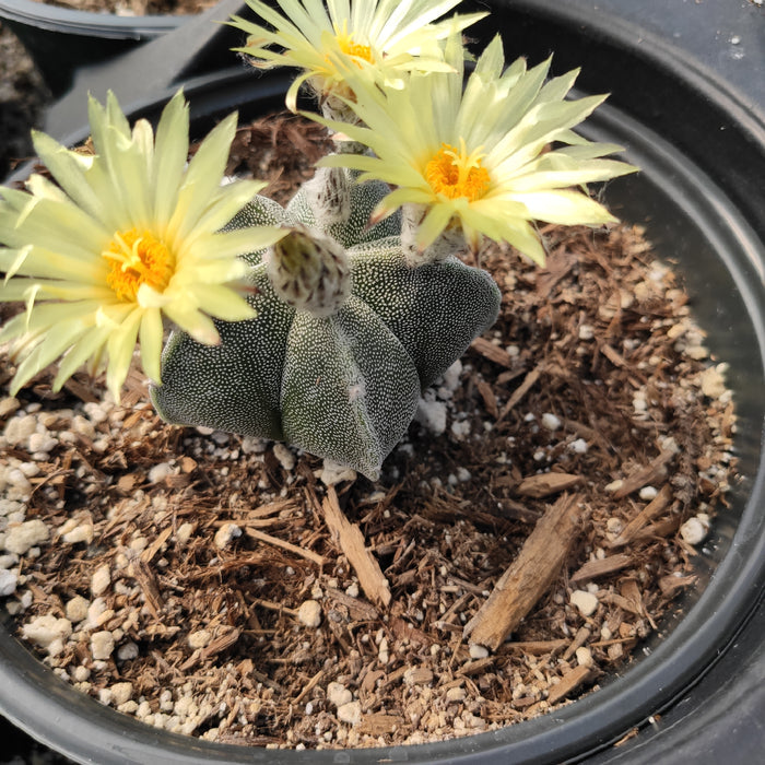 Astrophytum Sp Cactus in bloom with yellow daisy-like flowers.