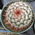 Bammillaria Bombycina 'Silken Pincushion' cactus in green nursery pot.