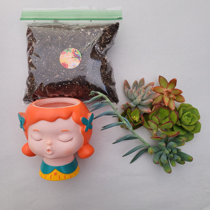 Beginner Gift Box with potting mix, planter, and succulent cuttings.