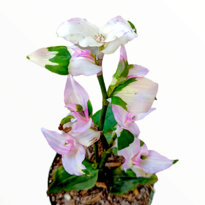 Blushing Bride Tradescantia with variegated cascading leaves.