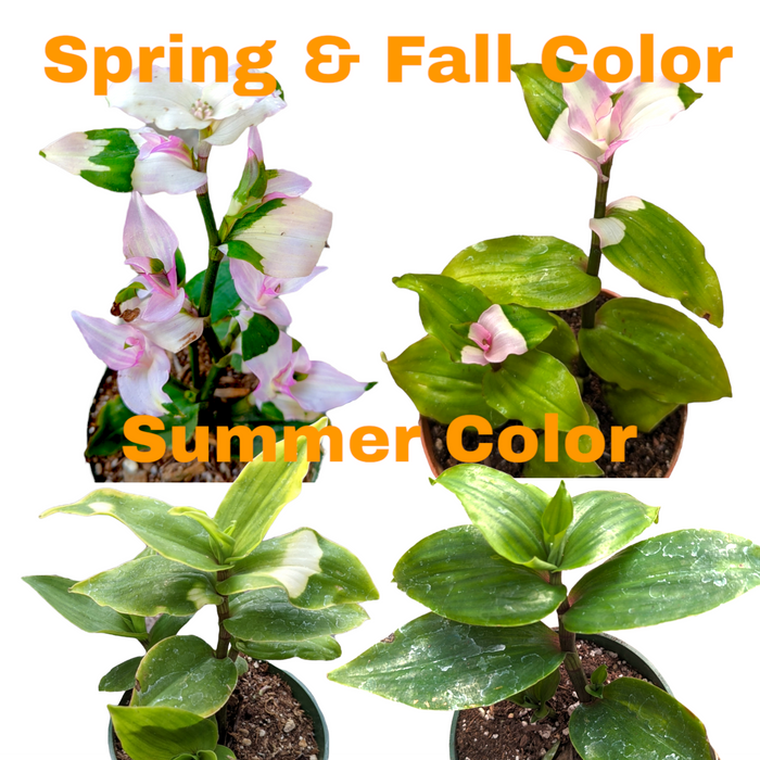 Blushing Bride Tradescantia seasonal foliage changes.