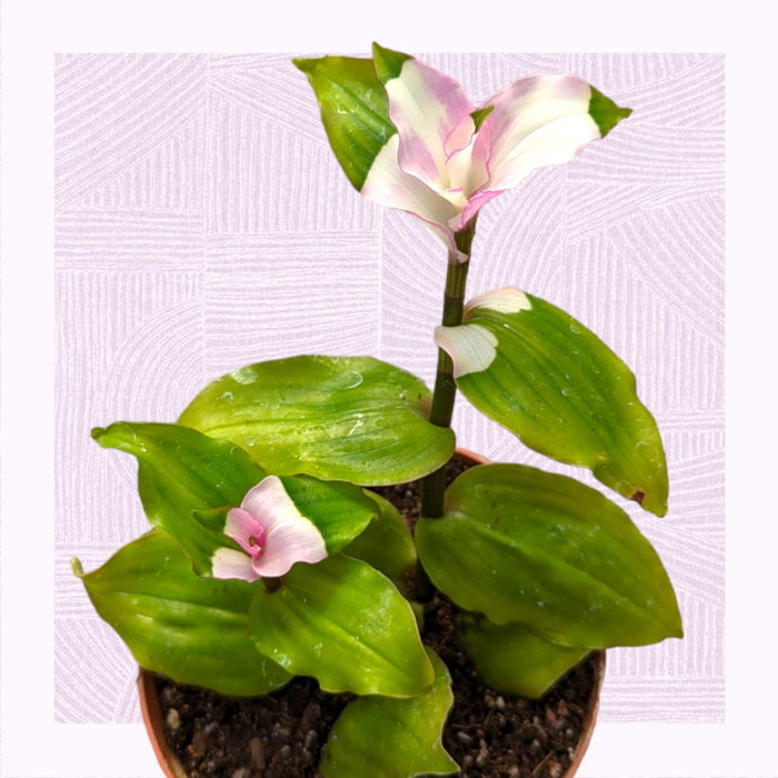 Blushing Bride Tradescantia with glossy leaves and delicate blooms.