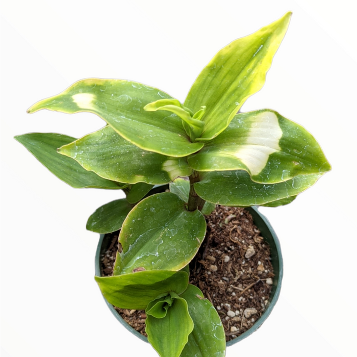 Blushing Bride Tradescantia in small green pot with variegated leaves.