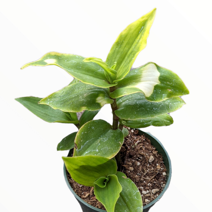 Blushing Bride Tradescantia in nursery pot with variegated leaves.