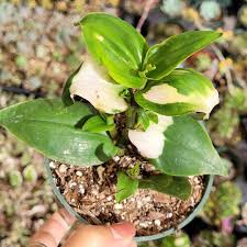 Blushing Bride Tradescantia Wandering Dude with variegated foliage.
