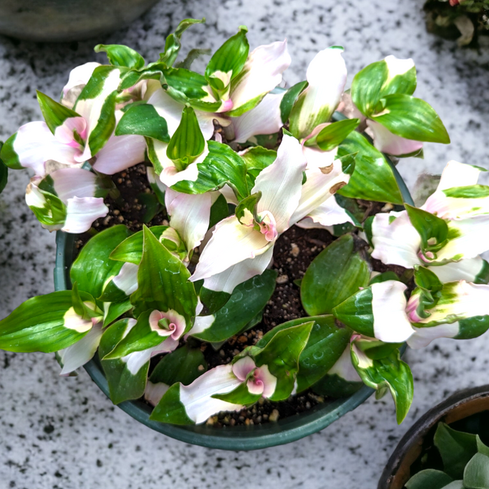 Blushing Bride Tradescantia with green, creamy, and pink-tipped leaves.
