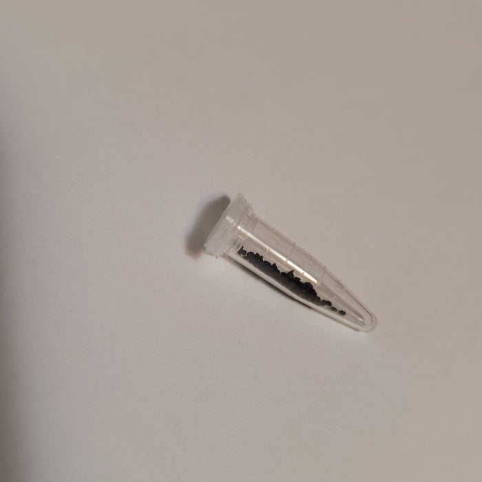 Bulbine mesembryanthoides 'Window Plant' seeds in microcentrifuge tube.