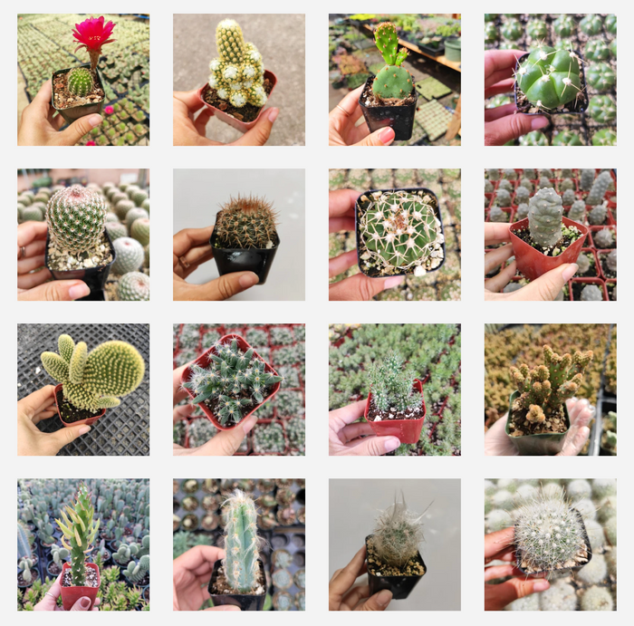 Cactus Variety Pack in nursery pots, diverse species displayed.