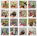 Cactus Variety Pack in nursery pots, diverse species displayed.