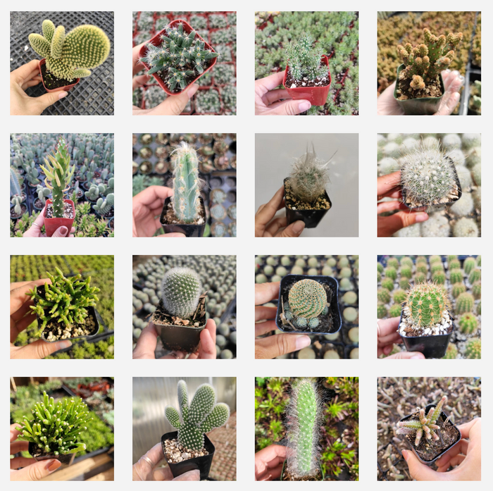 Cactus Variety Pack featuring diverse small potted cacti.