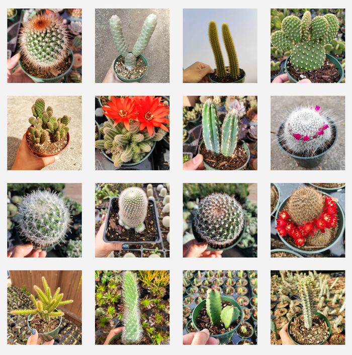 Cactus Variety Pack in 4x4 grid, showcasing diverse cacti forms.