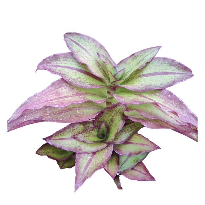 Callisia fragrans 'Basket Plant' with green and pink variegated leaves.