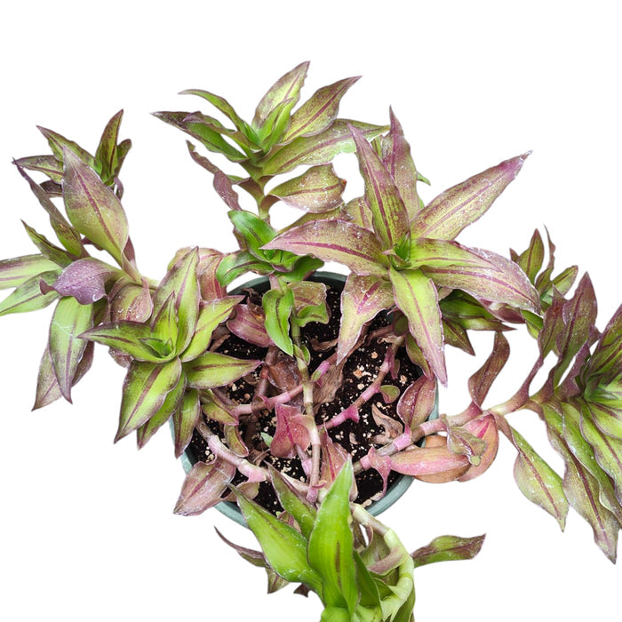 Callisia fragrans 'Basket Plant' with trailing stems and purplish undersides.