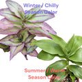 Callisia fragrans 'Basket Plant' seasonal color change comparison.